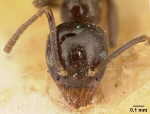 Technomyrmex difficilis casent0101079 head 1.jpg