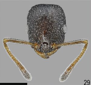 Temnothorax ikarosi F29.jpg