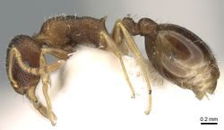 Temnothorax rothneyi casent0906179 p 1 high.jpg