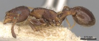 Temnothorax santschii casent0906169 p 1 high.jpg