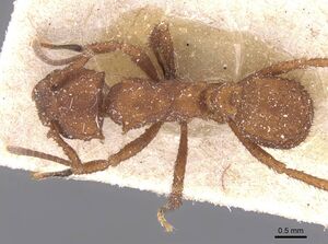 Trachymyrmex tucumanus casent0912527 d 1 high.jpg