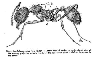 Aphaenogaster-fulva-illus.jpg