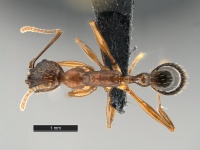 Aphaenogaster-treatae-MCZ001D.jpg