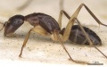 Camponotus claripes casent0906933 p 1 high.jpg
