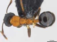 Camponotus dentatus casent0177557 d 1 high.jpg