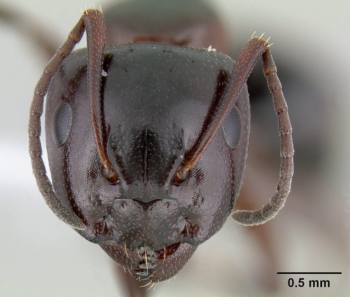 File:Camponotus hyatti casent0106032 head 1.jpg