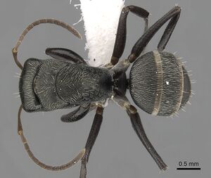 Camponotus linnaei casent0280085 d 1 high.jpg