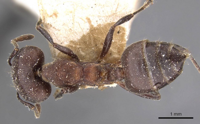 File:Crematogaster buchneri casent0908626 d 1 high.jpg