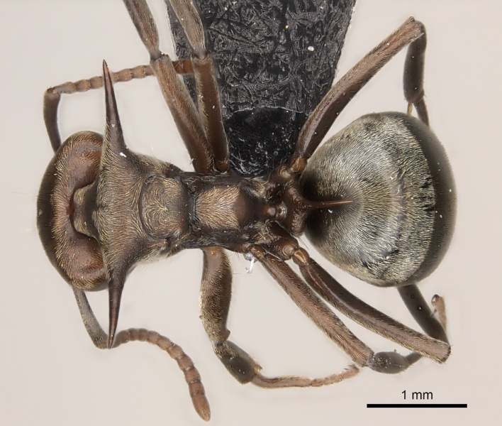 File:Dolichoderus spinicollis casent0217405 d 1 high.jpg