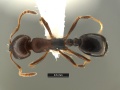 Monomorium-MOZ-MCZ001D.jpg