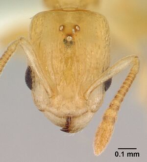 Nesomyrmex madecassus casent0421406 head 1.jpg