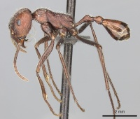 Ocymyrmex sphinx casent0235948 p 1 high.jpg