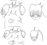 Pheidole bakeri Wilson 2003.jpg