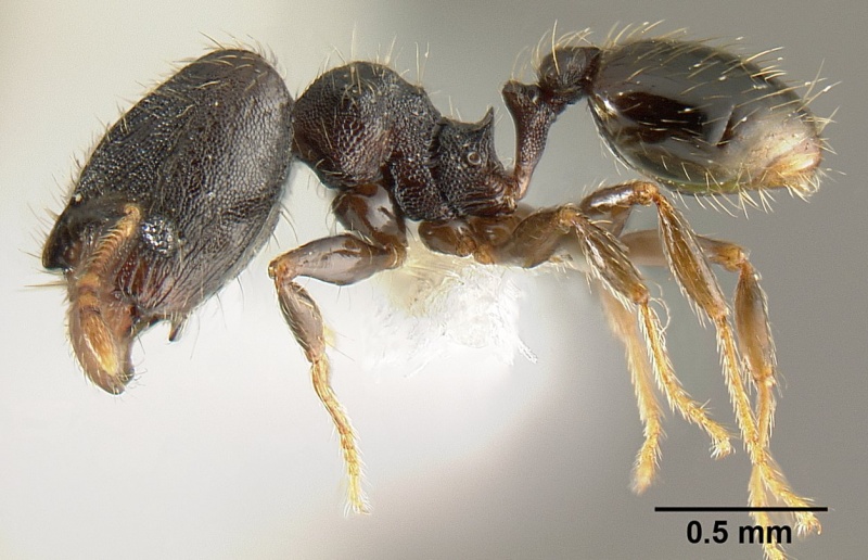 File:Pheidole carinote jtlc000014045 p 1 high.jpg