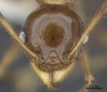 Pheidole quadricuspis antweb1008110 h 1 high.jpg