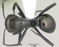 Polyrhachis gibba casent0103193 dorsal 1.jpg