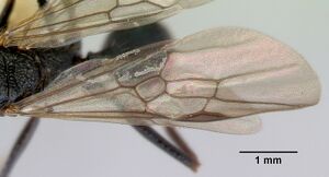 Rhytidoponera chalybaea casent0172344 profile 2.jpg