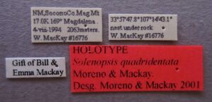 Solenopsis quadridentata holotype labels.JPG