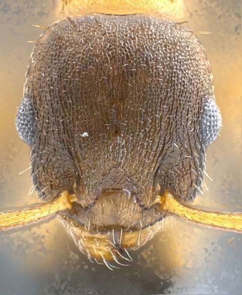 File:Temnothorax pilagens antweb1008482 h 1 high.jpg