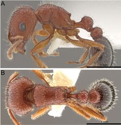 Tetramorium brigitteae F7a-b.JPG