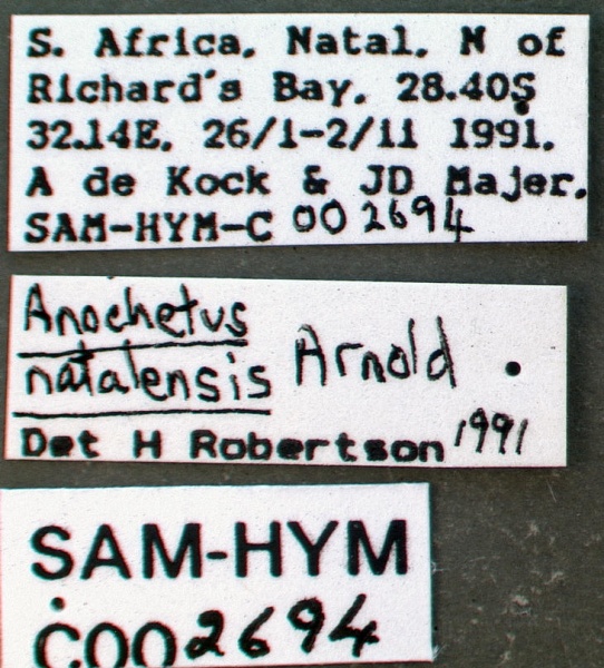 File:Anochetus natalensis sam-hym-c002694a label 1.jpg