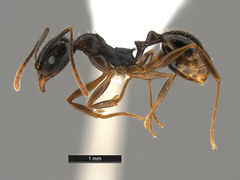 Aphaenogaster-picea-MCZ001L.jpg