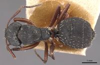 Camponotus braunsi epinotalis casent0905436 d 1 high.jpg