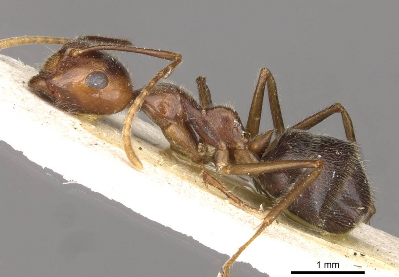 File:Camponotus overbecki casent0910416 p 1 high.jpg