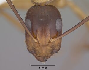 Camponotus vafer casent0102787 head 1.jpg