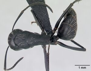 Camponotus vagus casent0173860 dorsal 1.jpg