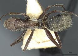 Camponotus vestitus strophiatus casent0911790 d 1 high.jpg