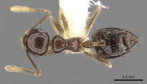 Crematogaster sotobosque jtlc000001217 d 1 high.jpg