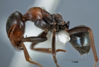 Iridomyrmex viridigaster side view