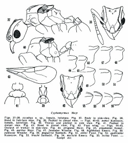 Kempf 1964 Cyphomyrmex d.jpg