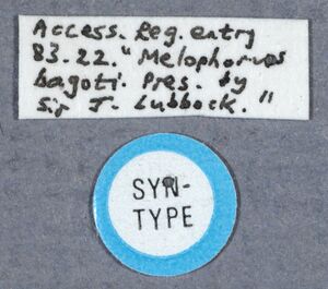 Melophorus bagoti syntype labels BMNH.jpg