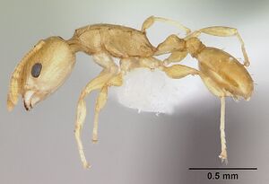 Nesomyrmex madecassus casent0422630 profile 1.jpg