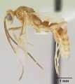 Pachycondyla melanaria casent0178898 profile 1.jpg