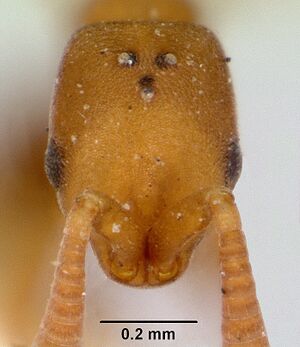 Probolomyrmex greavesi casent0172117 head 1.jpg