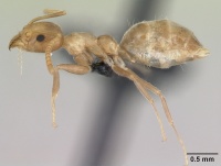 Technomyrmex fulvus casent0173587 profile 1.jpg