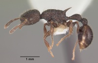 Vombisidris regina casent0102595 profile 1.jpg