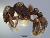 Calyptomyrmex asper side view