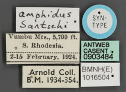 Camponotus amphidus casent0903484 l 1 high.jpg