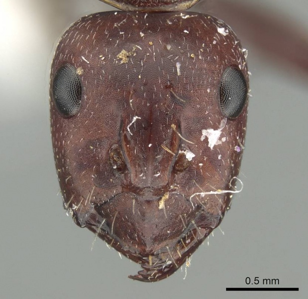 File:Camponotus judithmorrisae casent0915761 h 1 high.jpg