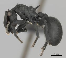 Cephalotes placidus P casent0217842.jpg