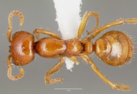 Cheliomyrmex morosus casent0003202 dorsal 1.jpg