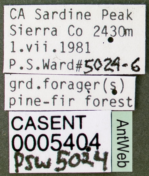 File:Lasius niger casent0005404 label 1.jpg