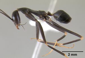 Leptomyrmex mjobergi casent0127040 profile 1.jpg