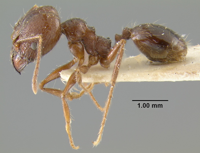 File:MCZ-ENT00032036 Pheidole tijucana hal.jpg