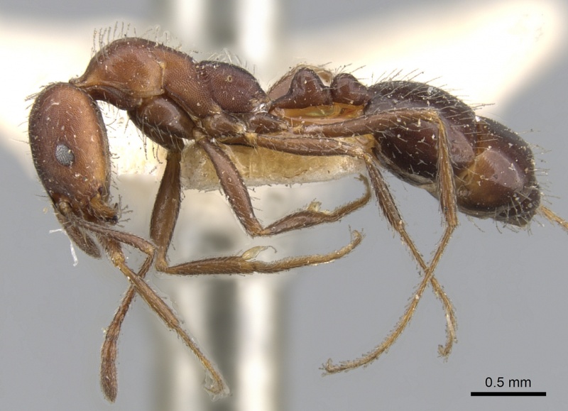 File:Monomorium albopilosum casent0902192 p 1 high.jpg