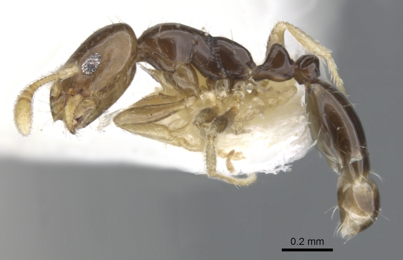 File:Monomorium manir casent0902242 p 1 high.jpg